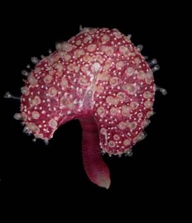 Renilla reniformis , live specimen (S427), whole colony Renilla reniformis , live specimen (S427), whole colony